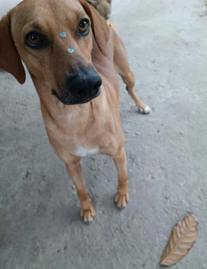 Cachorro raça SRD-ViraLata idade 2 anos nome Dourado