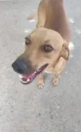 Dourado
