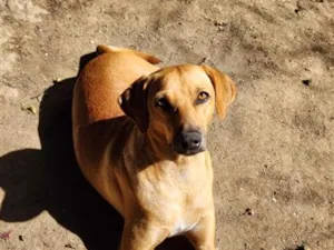 Cachorro raça SRD-ViraLata idade 2 anos nome Dourado