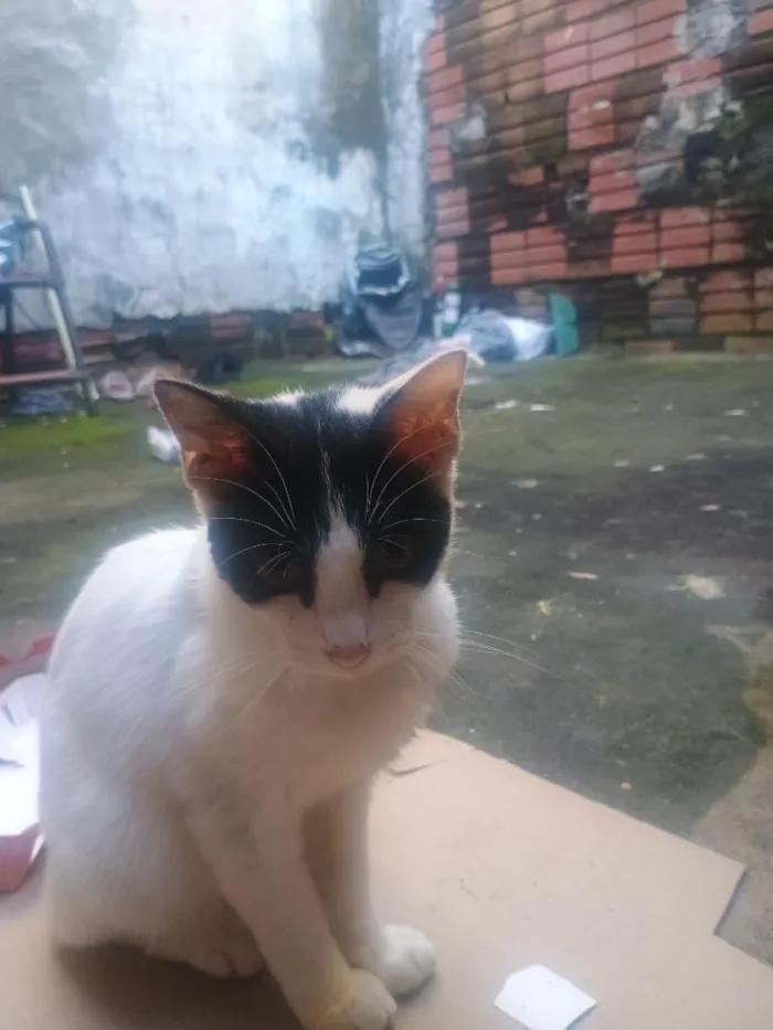 Gato raça SRD-ViraLata idade 2 a 6 meses nome Cotó