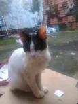 Cotó