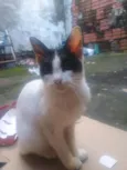 Cotó