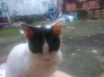 Cotó