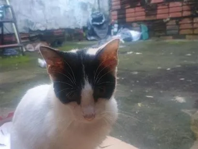 Gato raça SRD-ViraLata idade 2 a 6 meses nome Cotó
