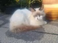 Peludinha