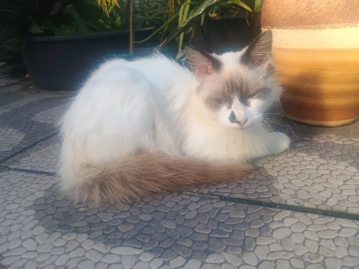 Gato raça SRD-ViraLata idade 2 a 6 meses nome Peludinha