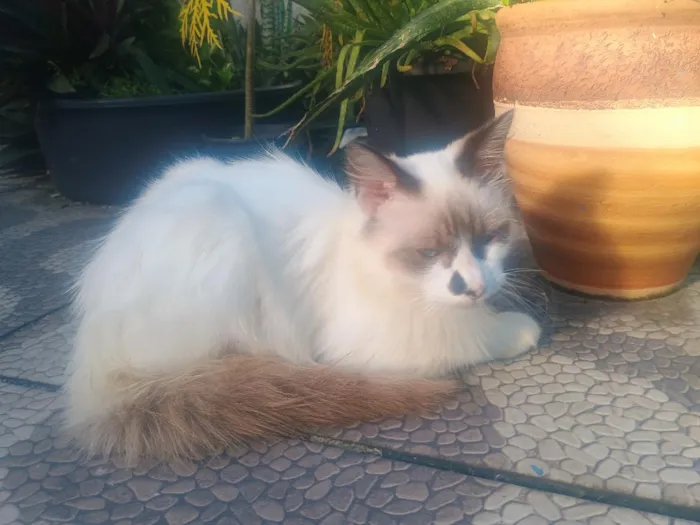 Gato raça SRD-ViraLata idade 2 a 6 meses nome Peludinha