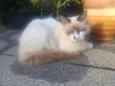 Peludinha