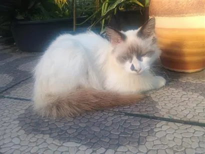 Gato raça SRD-ViraLata idade 2 a 6 meses nome Peludinha