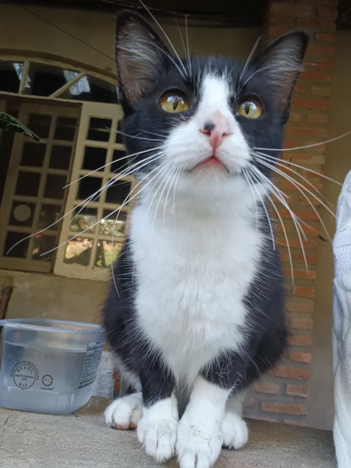 Gato raça SRD-ViraLata idade 7 a 11 meses nome Júlia