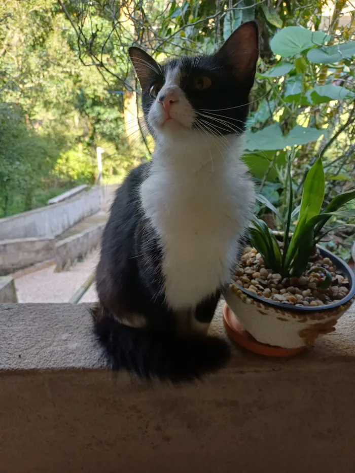 Gato raça SRD-ViraLata idade 7 a 11 meses nome Júlia