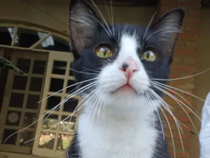 Gato raça SRD-ViraLata idade 7 a 11 meses nome Júlia