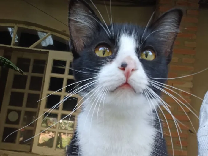 Gato raça SRD-ViraLata idade 7 a 11 meses nome Júlia