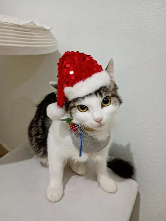Gato raça Siamês idade 7 a 11 meses nome Bob e tina 