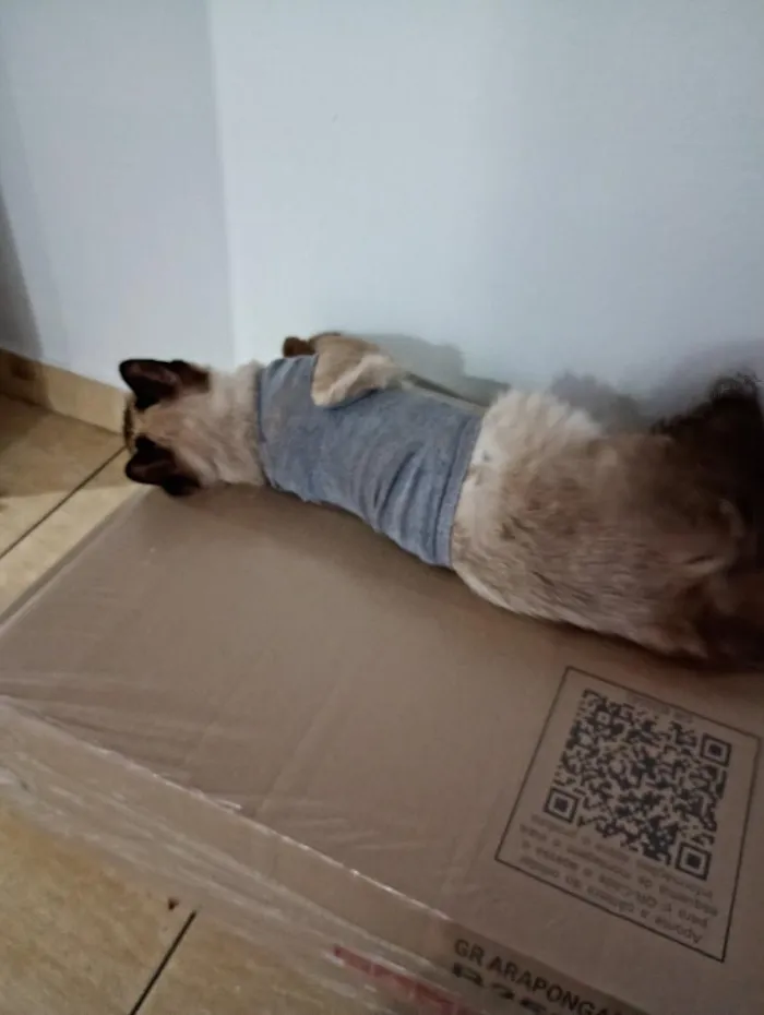 Gato raça Siamês idade 7 a 11 meses nome Bob e tina 