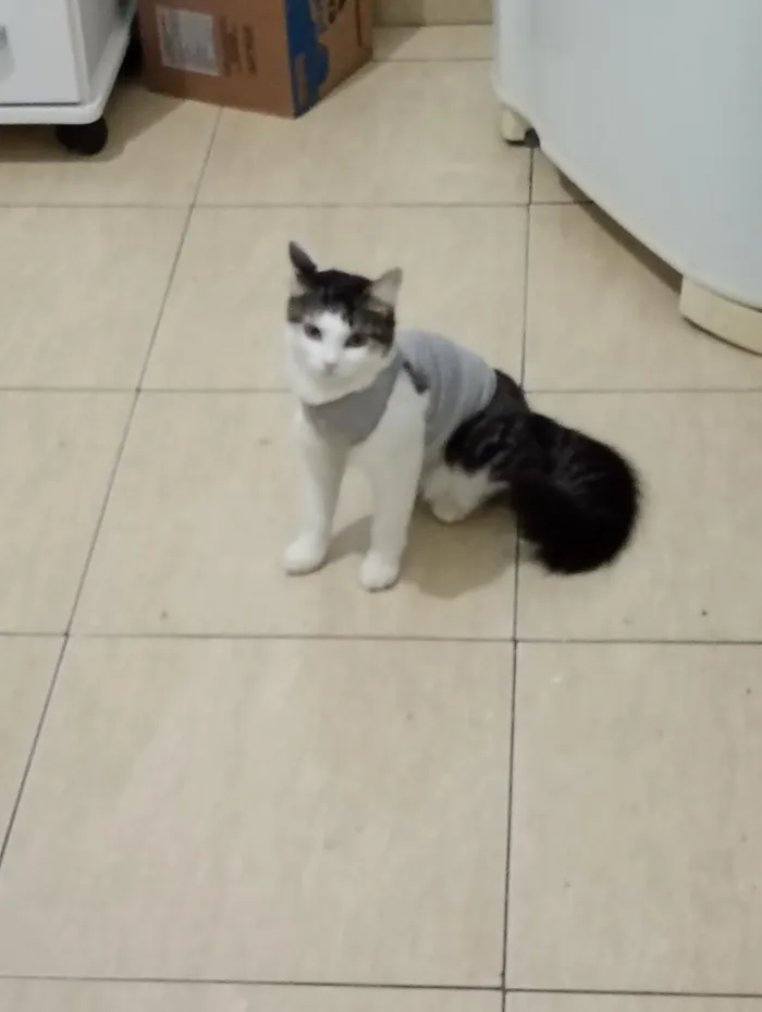 Gato raça Siamês idade 7 a 11 meses nome Bob e tina 
