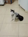 Bob e tina