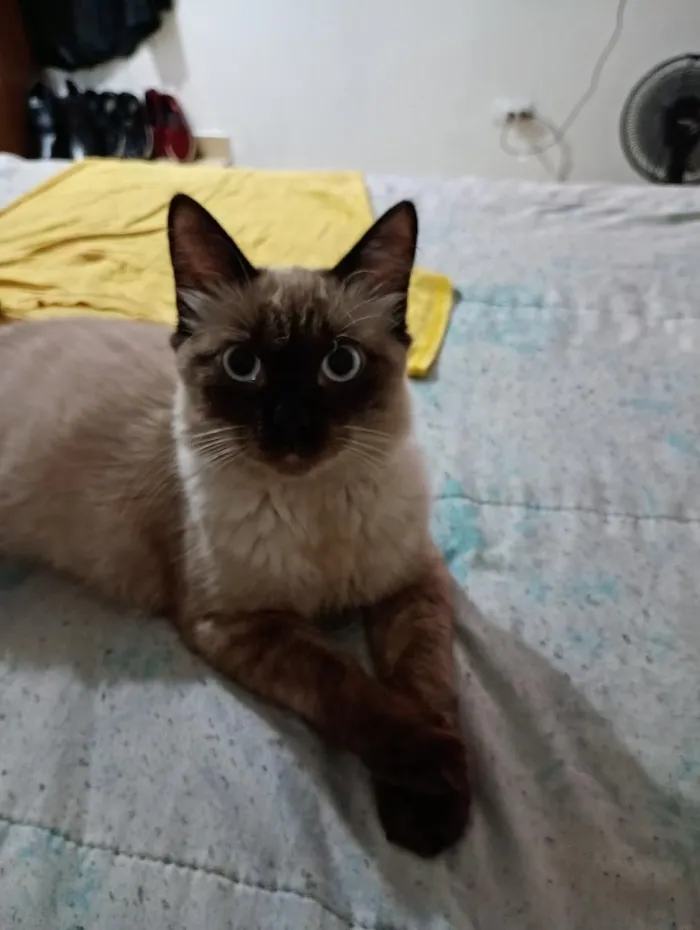Gato raça Siamês idade 7 a 11 meses nome Bob e tina 