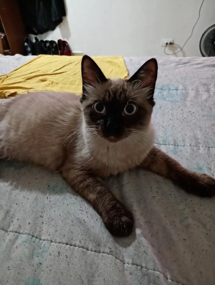 Gato raça Siamês idade 7 a 11 meses nome Bob e tina 