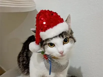 Gato raça Siamês idade 7 a 11 meses nome Bob e tina 