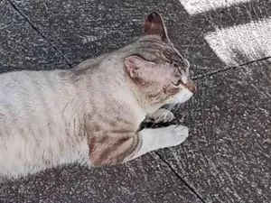 Gato raça SRD-ViraLata idade 2 anos nome de rua não sei
