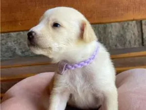 Cachorro raça SRD-ViraLata idade Abaixo de 2 meses nome Sem nome