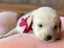 Cachorro raça SRD-ViraLata idade Abaixo de 2 meses nome Sem nome 
