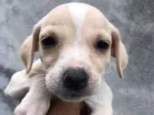Cachorro raça SRD-ViraLata idade 2 a 6 meses nome pimpolho 