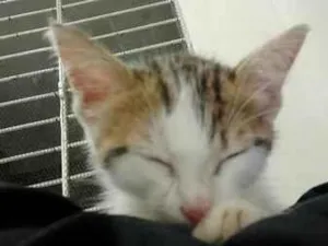 Gato raça SRD-ViraLata idade 2 a 6 meses nome Clarinha 
