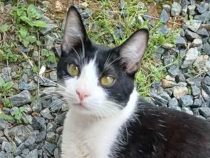 Gato raça SRD-ViraLata idade 2 anos nome Net