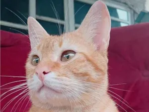 Gato raça SRD-ViraLata idade 2 anos nome Ray