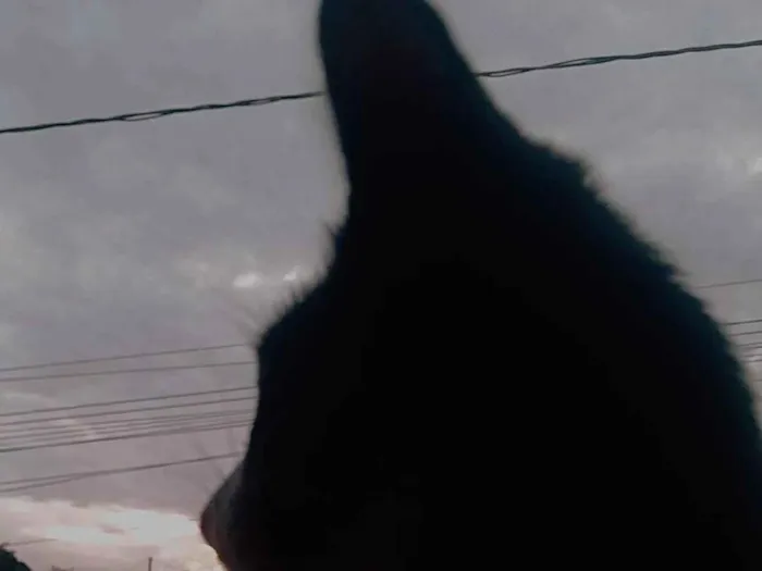 Gato raça SRD-ViraLata idade 7 a 11 meses nome Meo