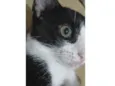 Meo