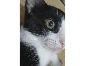 Gato raça SRD-ViraLata idade 7 a 11 meses nome Meo
