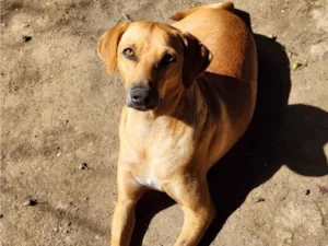 Cachorro raça SRD-ViraLata idade 2 anos nome Dourado