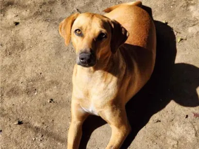 Cachorro raça SRD-ViraLata idade 2 anos nome Dourado