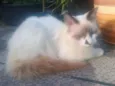 Peludinha
