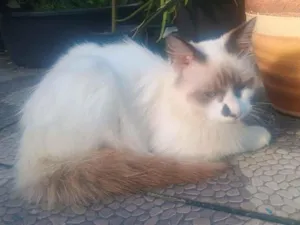 Gato raça SRD-ViraLata idade 2 a 6 meses nome Peludinha