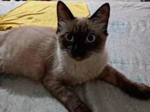 Gato raça Siamês idade 7 a 11 meses nome Bob e tina 