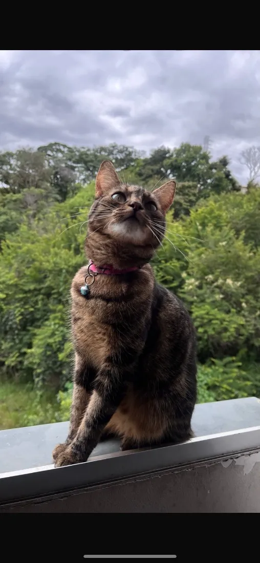 Gato raça SRD-ViraLata idade 1 ano nome Estrela 