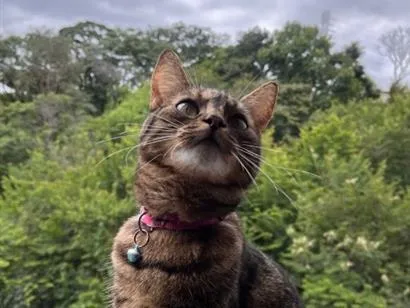 Gato raça SRD-ViraLata idade 1 ano nome Estrela 