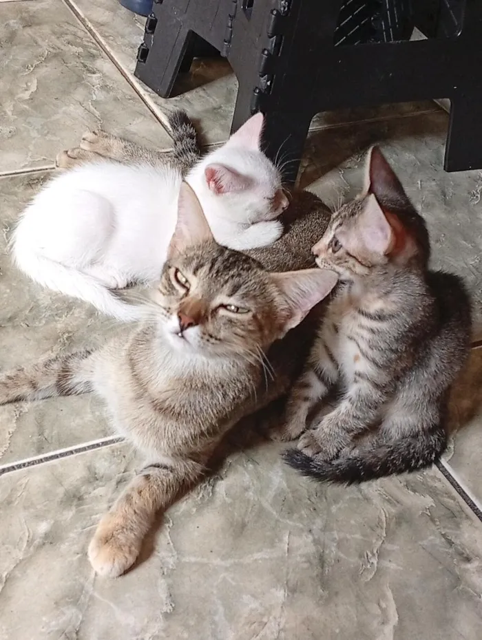 Gato raça SRD-ViraLata idade Abaixo de 2 meses nome sem nome ainda 