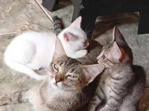 Gato raça SRD-ViraLata idade Abaixo de 2 meses nome sem nome ainda 