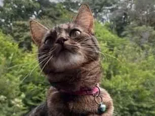 Gato raça SRD-ViraLata idade 1 ano nome Estrela 