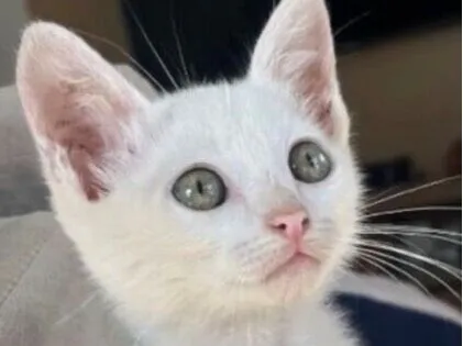 Gato raça SRD-ViraLata idade 2 a 6 meses nome Tibet 