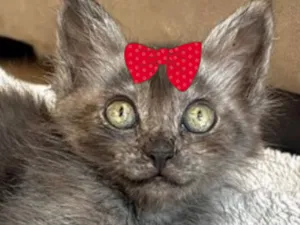 Gato raça SRD-ViraLata idade 2 a 6 meses nome Índia 