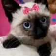 Kika 