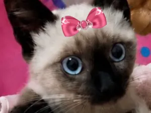 Gato raça Siamês idade 2 a 6 meses nome Kika 