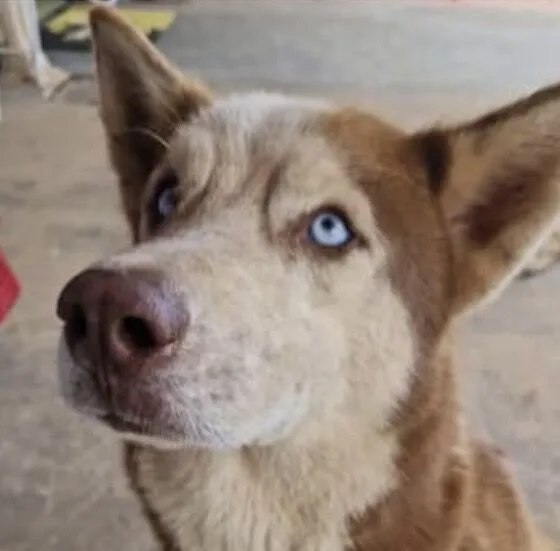 Cachorro raça Husky Siberiano idade 7 a 11 meses nome Rick 