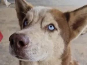 Cachorro raça Husky Siberiano idade 7 a 11 meses nome Rick 